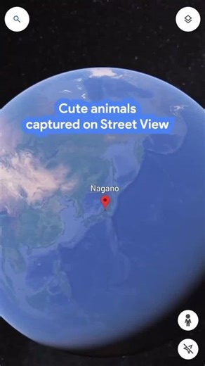 Google Arts & Culture on Instagram: "Have you spotted any cute animals on Street View? 🐾 These adorable creatures captured on camera around the world gives us a snapshot into their lives, whether they’re in the mountains, rainforests or even underwater. #Cuteanimals #streetview #maps #monkeys #animalsoftheworld"
