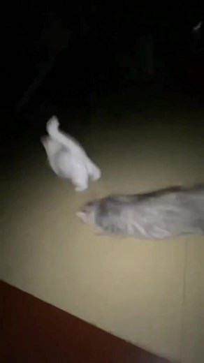 猫の面白い動画集
