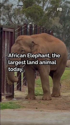 The Top 10 Largest Animals Ever Recorded in History Revealed