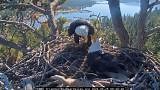 Big Bear eagle nest nears hatch as pip watch approaches
