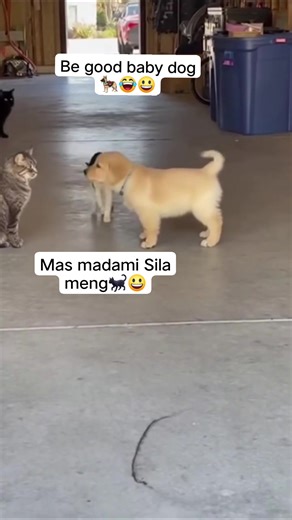 #highlightseveryone #highlights2025 #reelsvideoシ #reelsviralシ #reelsviralシfb #highlightsシ゚ #reelsfbシ #fypviralシ #lifestyle #friends #reelschallenge #reelsfacebook #reelsvideo #reelsviral #dog #doglover #doglife #dogcharity #animals #animallover #animalworld #fypシ | My personal vlog