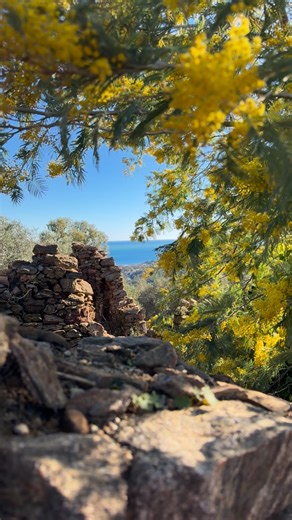 Roquebrune-sur-Argens - Les Issambres Tourisme on Instagram: "POV : Tu découvres qu’une forêt entière devient dorée en février sur la Côte d’Azur 💛 Le Sentier de l’Histoire aux Issambres, c’est exactement ça. Une rando de 3km (aller, et oui il faut compter le retour 😉) qui traverse une forêt de mimosas. Le parfum est tellement envoûtant qu’on s’arrête tous les 10 mètres juste pour sentir chaque branche 🌼 📍 Sentier de l’Histoire - Les Issambres ⏱️ 1h30 aller | 3.2km 🌸 Meilleure période : mi-