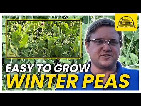 5 Reasons to Grow Austrian Winter Peas as Cover Crops: Plus BONUS REASON
