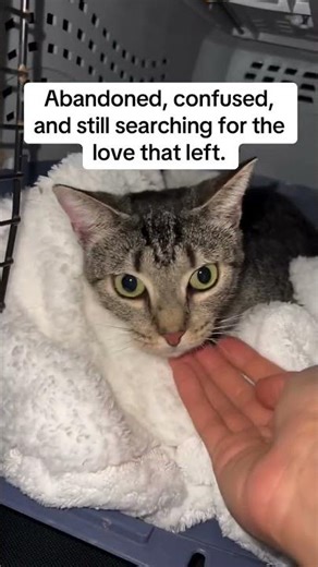 We rescued sweet Buttercup close to midnight. Your support means everything. Link in bio to donate