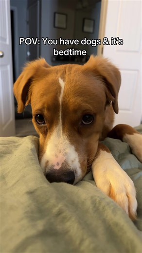 Why Dogs Love Bedtime: A Nightly Routine