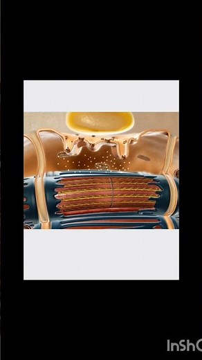 The Hidden Power Inside Your Muscles 💪⚡ See Contraction in 3D Like Never Before! #Physiology