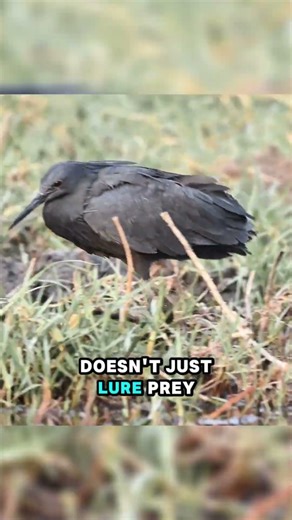 The Only Bird That Fishes With An Umbrella! 🐦☂️ #birds #animals