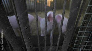 Four little pigs. White pigs behind the iron bars. Farm for growing animals. Young pork for steaks.