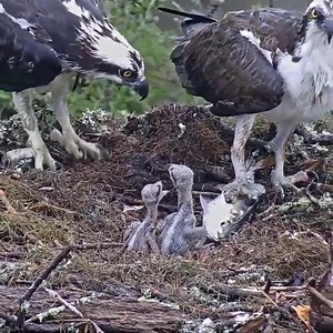 Eagle Feeding Live Fish To Osprey Chicks On Wet Day | Gulistan News Channel