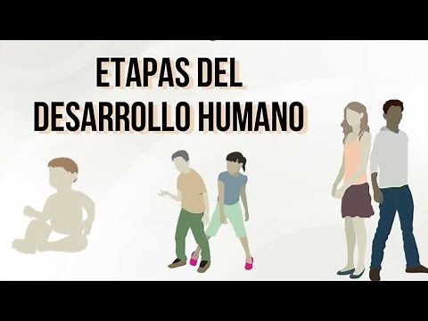 Etapas del desarrollo humano