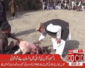 37K views · 362 reactions | مانسہرہ کتوں کی لڑائی میں انسان بنے تماشائی ۔ پی ایم ایل این کے ممبر صوبائی اسمبلی سردار ظہور غیر قانونی کھیل کے مہمان خصوصی تھے | CID News Up | Facebook