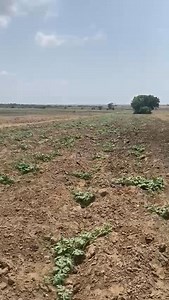 Good morning,this is progress so far,three acres of watermelon farm through your teachings,midwife farmer🤣🤣🤣🤣,thank u Mr Obeng | Obeng Darko
