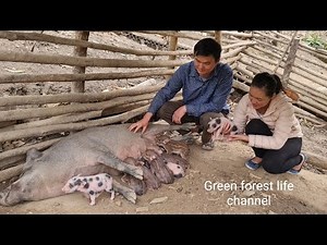 7 herds of wild boar born in the mountains ( Full video compilation ). Robert | Green forest life