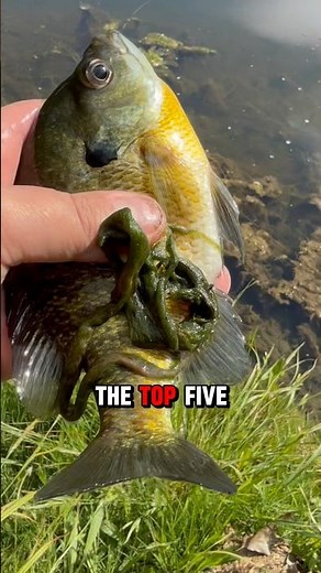 TOP 5 POND Fishing Tips For 2026!! 🎣🐟 #shorts #fishing #2026