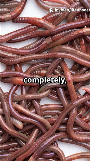 Earthworm Facts That’ll Blow Your Mind