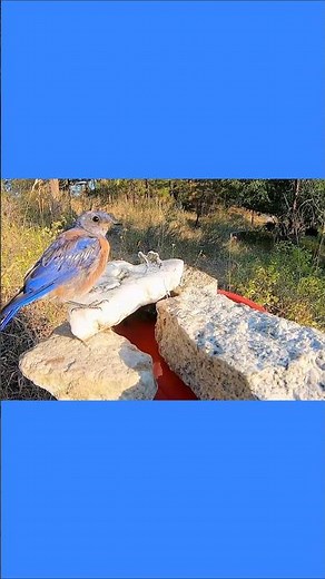 Bird bath ATTRACTS BIRDS! Help them BEAT THE HEAT! DIY ENDLESS WATER BIRD BATH Bluebirds1