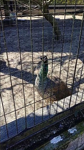 鹿児島市平川動物公園その12(2026年3月２６日木曜日)#鹿児島市平川動物公園#動物公園#鹿児島市