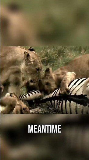 Young Lion Nearly TOOK HIS LIFE | Human Prey