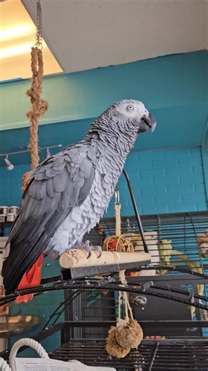 3.1K views · 400 reactions | Not her normal vocalizations but otherwise looking good. | Iago the Swinging Cockatoo | Facebook