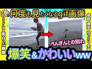 【2ch面白いgif】最高に面白いGIFを貼れ in 車板