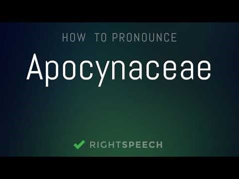 Apocynaceae - How to pronounce Apocynaceae