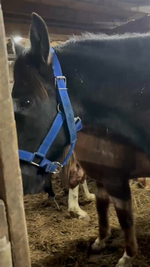 1.2M views · 18K reactions | TWO YEAR OLD PERCHERON HORSE HEADED TO...