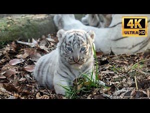 【White Tiger】ホワイトタイガーの赤ちゃん 生後33日 Tiger Cubs