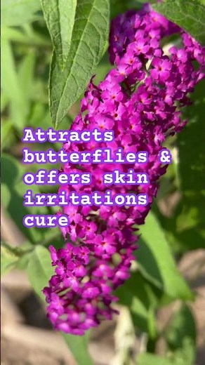 Buddleja Flower, Butterfly Bush Beauty & Benefits #divinekusuma #divyakusuma