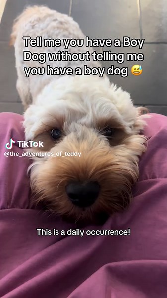 Adorable Cockerpoo Moments That Melt Your Heart