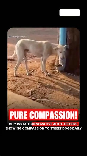 22K views · 233 reactions | A heartwarming video shared by...