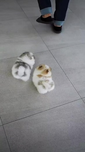 Spitz nain 🤩🥰😍 cherche une 🏠 pour la vie🥰 Laissez-moi un (MP) en cliquant ici 👇 📩 https://www.facebook.com/profile.php?id=61558067525636 #spitz #spitznain #louloudepomeranie #loulou #pomeranien #spitzpomeranian #pomeranie #spitzallemand #chiots #chiot #adoption #ADOPTER #donner #elevage #adonner #france #paris #suisseromande #mouscron #lille #luxembourg #belgique #charleroi #bruxelles #wallonie #namur #liege #tournai #bouillon #bruges #wollon | Chiots spitz nain à adopter.