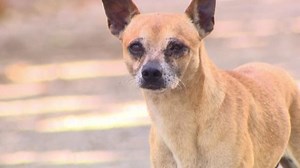 Spaying, neutering key to curbing Houston's animal problem