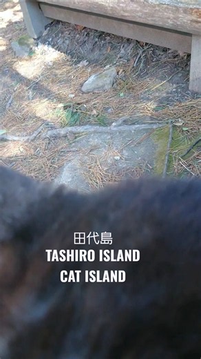 【田代島】猫神社にて話しかけてくれる島猫