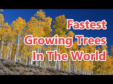 Top 10 Fastest Growing Trees In The World