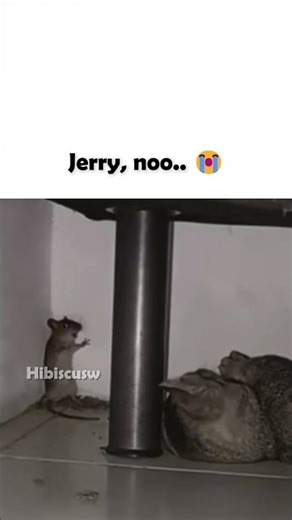 Not like this, Jerry... not like this. 😭💔 #jerry #tomandjerry #mouse