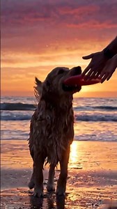 Dog and Owner Enjoy Magical Beach Sunset Together 🌅🐶❤️