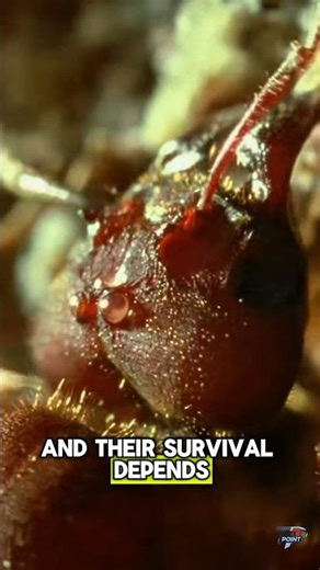 why queen Ant is important | How Colonies Respond #shorts #antfacts