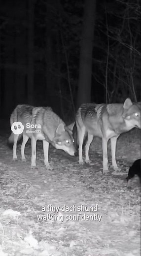 Wolves with Dogs: Nature's Most Fascinating Rivalry