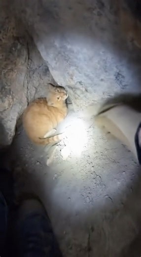 🐾🛑 Mother Cat Blocks Humans to Protect Her Kittens in a Narrow Cave #SiuMeowStudio #hope #cat