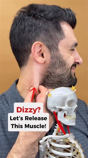 Dr. Joe Damiani - TMJ, Head & Neck Specialist on Instagram: "The SCM (sternocleidomastoid) is a key neck muscle that helps your balance system know where your head is in space. When it’s tight, it can confuse your brain and make you feel dizzy. Part 1: Stretch 👉 Tilt your head to the side 👉 Rotate slightly 👉 Look up toward the ceiling 👉 Hold this position—you should feel a long stretch along the side of your neck running down toward the collarbone. This lengthens the SCM and helps reset tigh