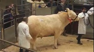 Charolais Sale at H&H Carlisle 15 May 2021 Lot 225 Caylers Rocky - Caylers Charolais - 14,000gns | British Charolais Cattle Society