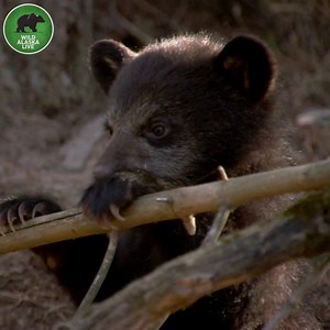 278K views · 159 reactions | Black bears are classy climbers, super sniffers and fantastic foragers! #AlaskaLive | BBC Wild Alaska Live | Facebook