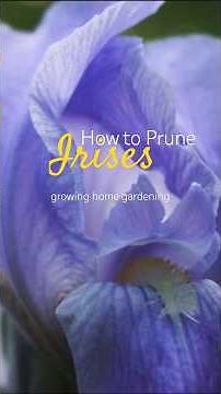 Pruning IRISES 🌈 Growing Home Gardening #irises