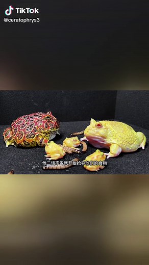 The small horned frog is eating worms, but all of them are eaten by the ambush bell horned frog#ceratophrys