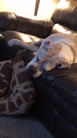 Dog’s Couch Nap Ends With Sudden Human Scream