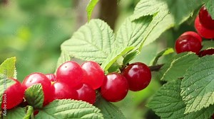 The Nanking Korean downy Chinese bush silken cherry berries horizontal panning. Full - ripe mellow berry. Close up.