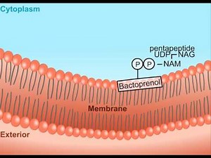 Peptidoglycan Biosynthesis HD Animation