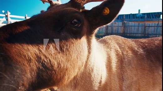 Close up of reindeer. Reindeer stands in the farm close to the camera