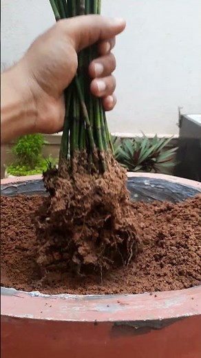 Water Bamboo | Horsetail Plant | Equisetum | Spider Plant #bamboo #waterplant