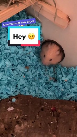 Two cages connected together 🥰 #hamstercare #hamstercage #diycage #cutehansters #pets #happyhamsters
